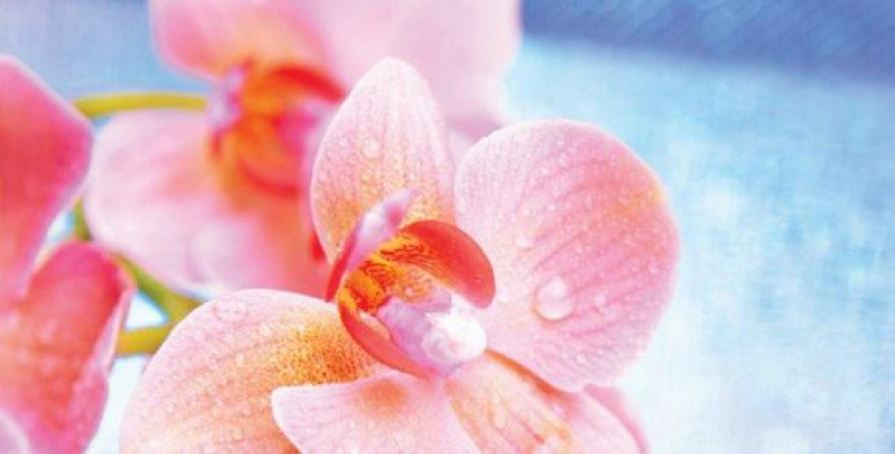 Плитка 50x25 Хлоя декор стеклянный Chloe многоцветный А глянцевая розовый Belleza Плитка 50x25 Хлоя декор стеклянный Chloe многоцветный А глянцевая розовый Belleza